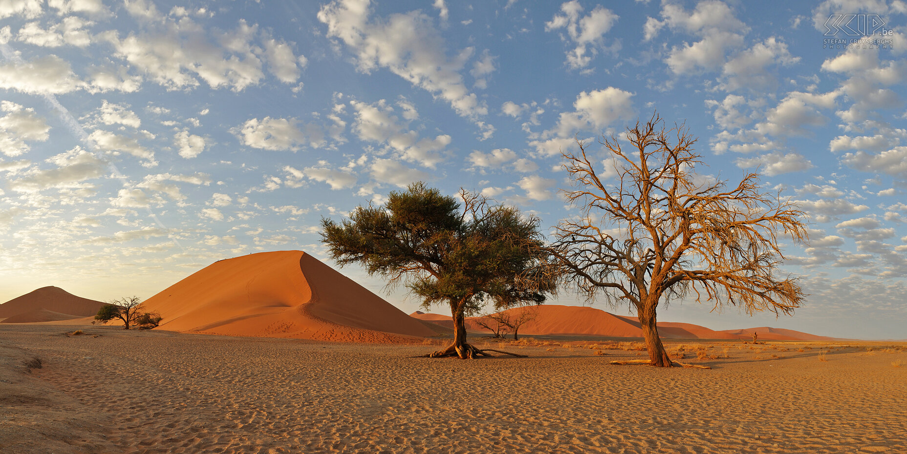 Namib - Duin 45 Duin 45 is een sterduin in Sossuvlei, ze is 170m hoog en kan te voet beklommen worden. Enkele bomen trachten toch nog te overleven tussen de immense zandduinen in de Namib woestijn, een van de droogste woestijnen van de wereld. Stefan Cruysberghs